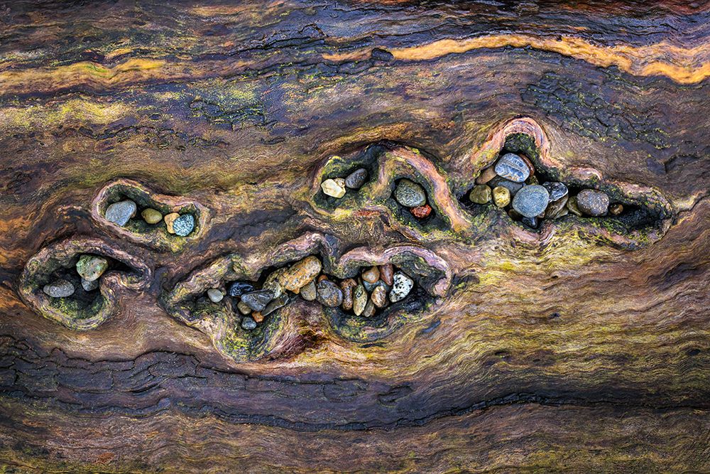 Wall Art Painting id:742449, Name: USA, Washington State, Seabeck. Close-up of beach rocks in driftwood., Artist: Jaynes Gallery