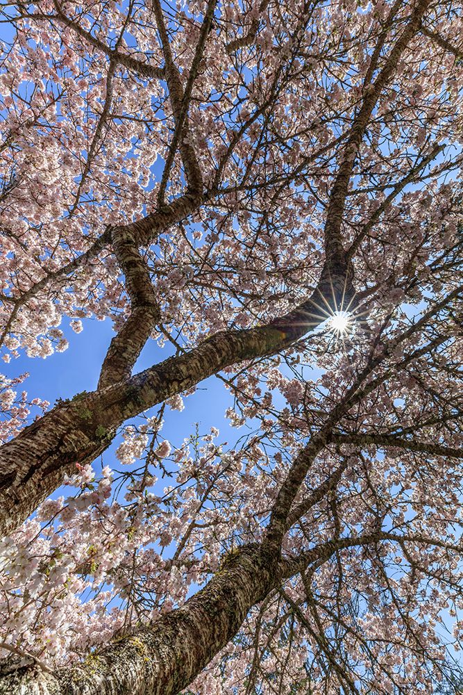Wall Art Painting id:742450, Name: USA, Washington State, Seabeck. Flowering cherry blossoms and blue sky in spring., Artist: Jaynes Gallery