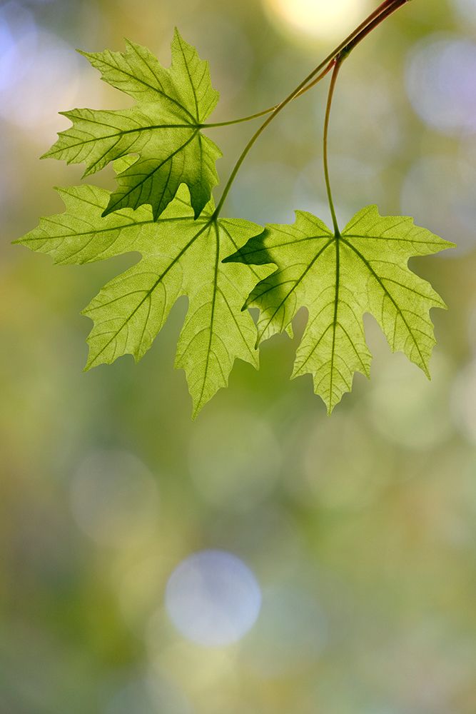 Wall Art Painting id:742461, Name: USA, Washington State, Seabeck. Close-up of bigleaf maple leaves in spring., Artist: Jaynes Gallery