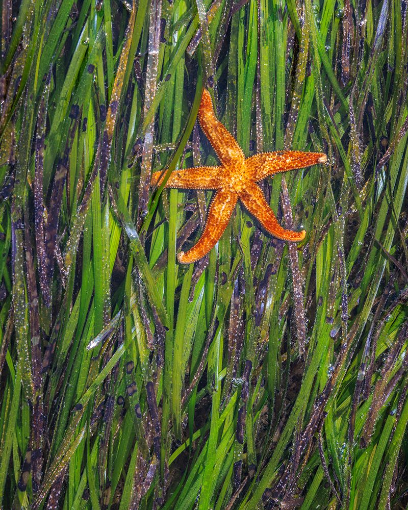 Wall Art Painting id:742467, Name: USA, Washington State, Seabeck. Eel grass and starfish at low tide on Hood Canal., Artist: Jaynes Gallery