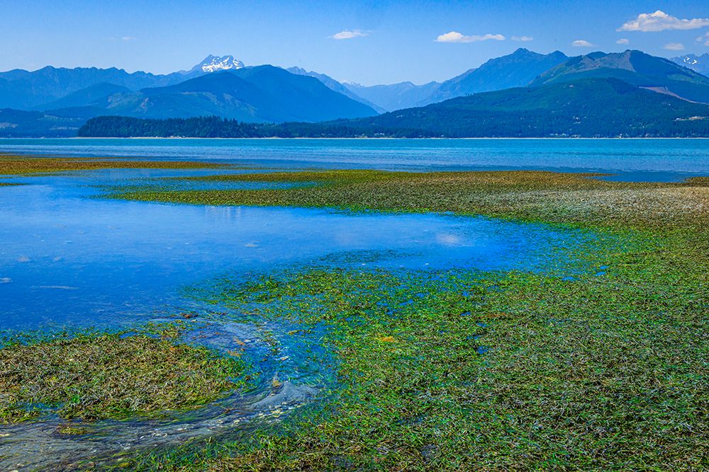 Wall Art Painting id:742468, Name: USA, Washington State, Seabeck. Low tide on Hood Canal exposes eel grass., Artist: Jaynes Gallery