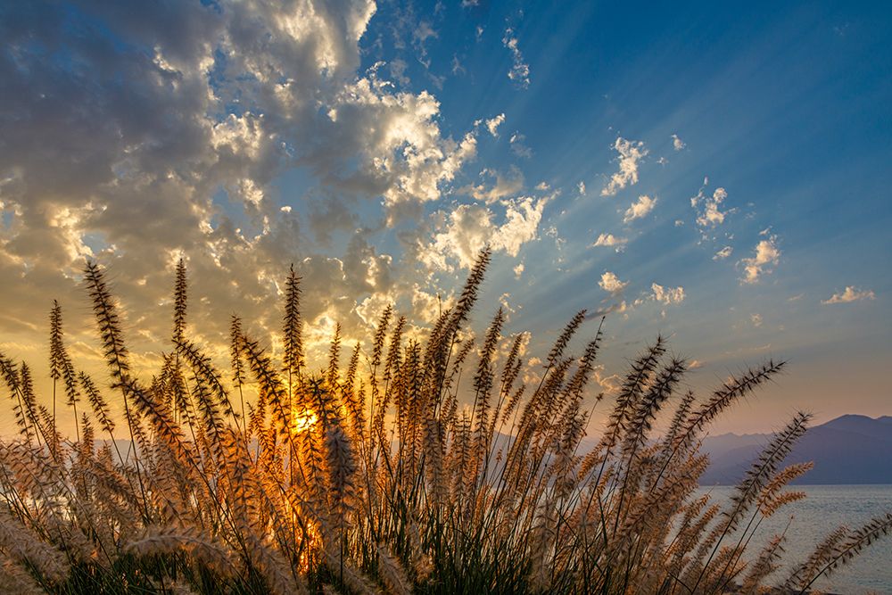 Wall Art Painting id:742482, Name: USA, Washington State, Seabeck. Ornamental  grasses at sunset., Artist: Jaynes Gallery