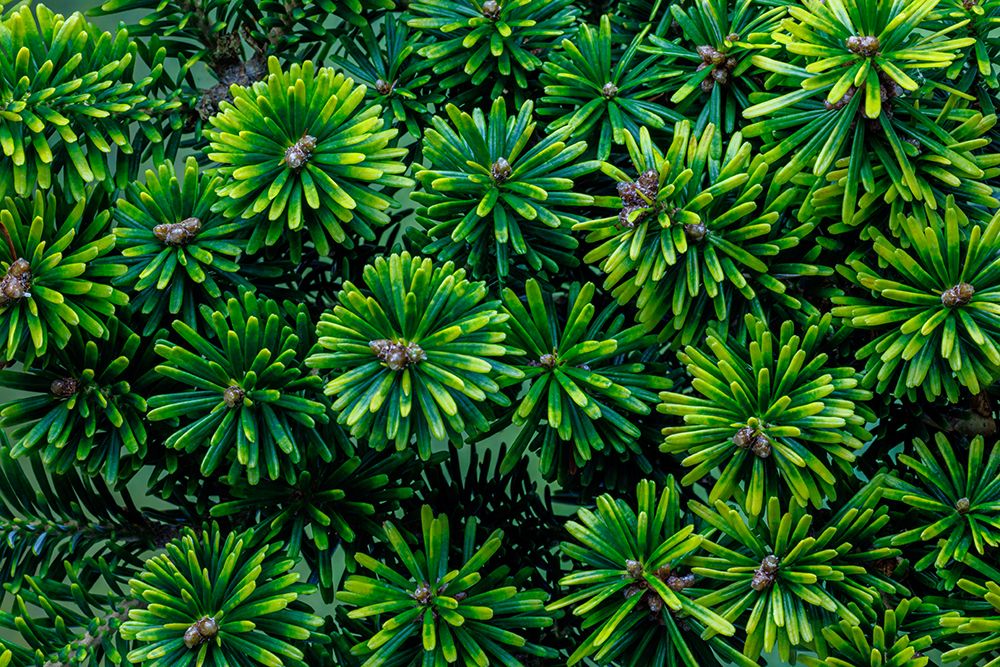Wall Art Painting id:742487, Name: USA, Washington State, Seabeck. Korean fir plant close-up., Artist: Jaynes Gallery