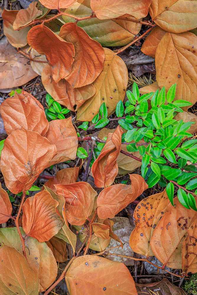 Wall Art Painting id:742488, Name: USA, Washington State, Seabeck. Madrone leaves surround a huckleberry bush., Artist: Jaynes Gallery