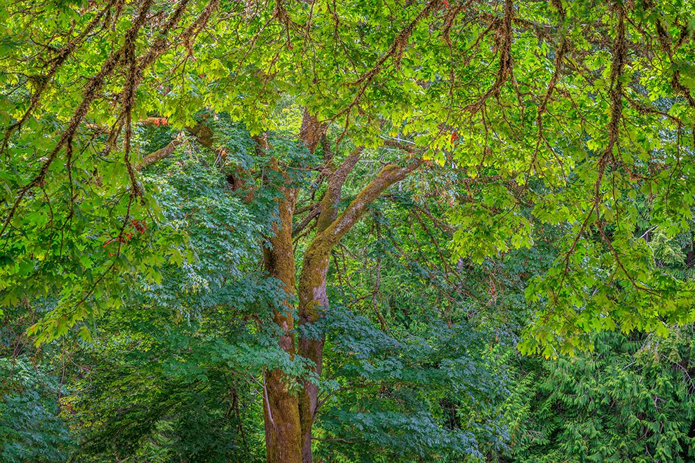 Wall Art Painting id:742490, Name: USA, Washington State, Scenic Beach State Park. Forest with big leaf maple trees., Artist: Jaynes Gallery