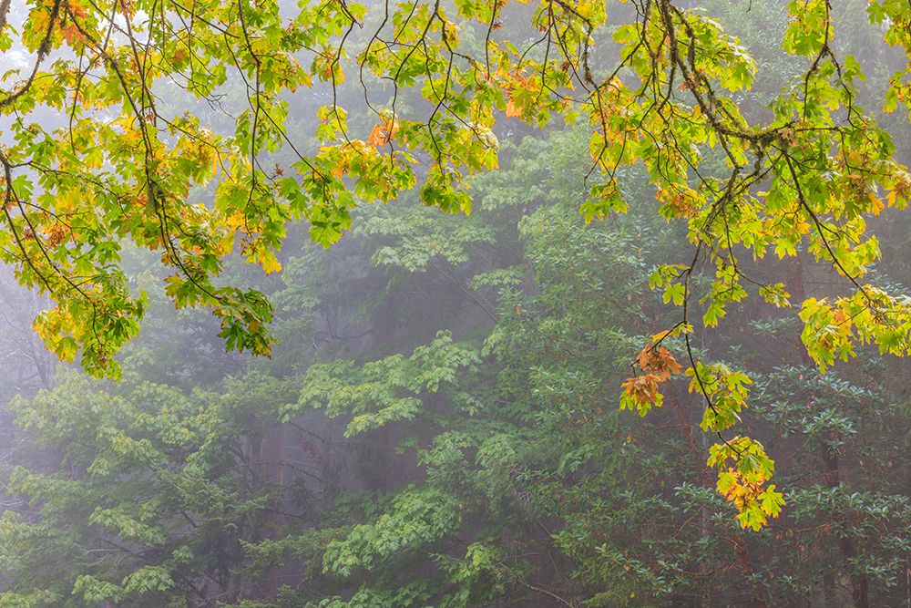 Wall Art Painting id:742492, Name: USA, Washington State, Seabeck. Bigleaf maple tree in autumn on foggy morning., Artist: Jaynes Gallery
