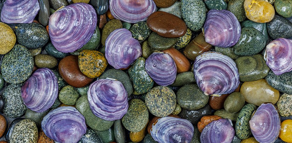 Wall Art Painting id:742493, Name: USA, Washington State, Seabeck. Panoramic of beach rocks and mahogany clam shells., Artist: Jaynes Gallery