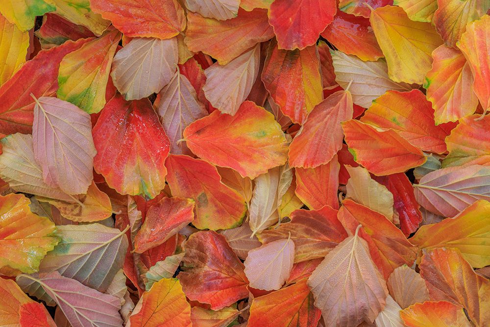 Wall Art Painting id:742494, Name: USA, Washington State, Seabeck. Fallen witch hazel leaves in autumn., Artist: Jaynes Gallery