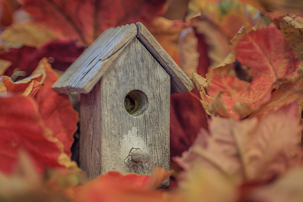 Wall Art Painting id:742495, Name: USA, Washington State, Seabeck. Tiny bird  house among fall leaves., Artist: Jaynes Gallery