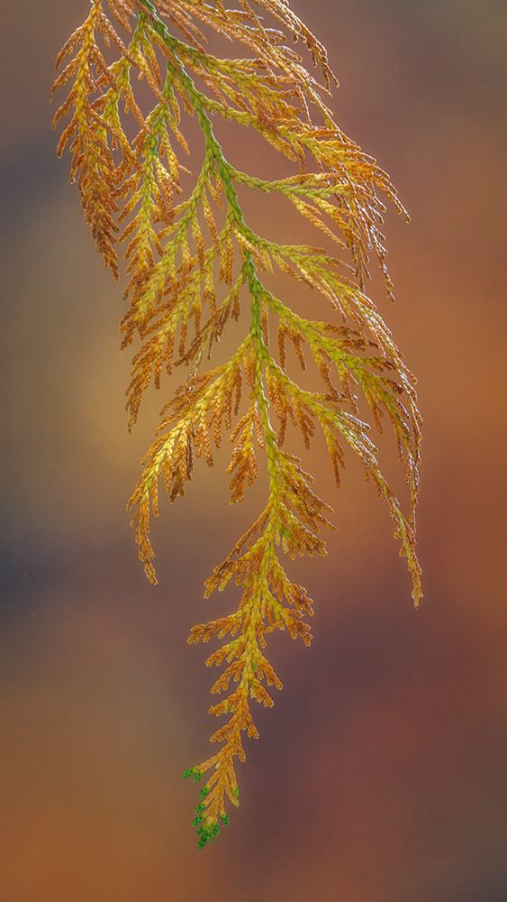 Wall Art Painting id:742496, Name: USA, Washington State, Seabeck. Cedar bough in early autumn., Artist: Jaynes Gallery