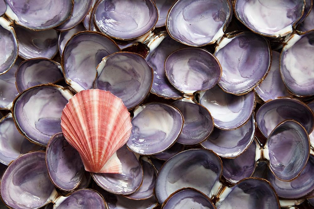 Wall Art Painting id:742500, Name: USA, Washington State, Seabeck. Close-up of scallop and clam shells., Artist: Jaynes Gallery