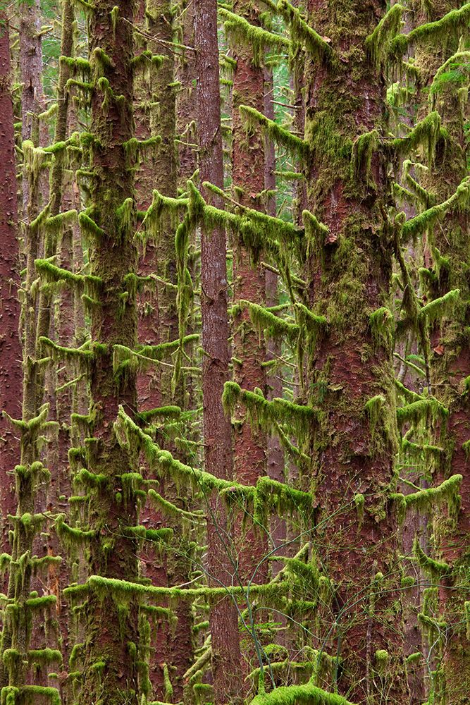 Wall Art Painting id:742501, Name: USA, Washington State, Hoh River Trust. Sitka spruce trees with moss., Artist: Jaynes Gallery