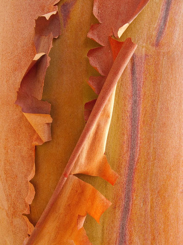 Wall Art Painting id:742502, Name: USA, Washington State, San Juan Islands. Peeling madrone bark close-up., Artist: Jaynes Gallery