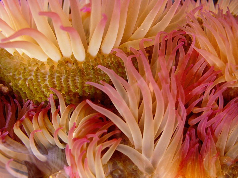 Wall Art Painting id:742503, Name: USA, Washington State, San Juan Islands. Close-up of sea anemone off Patos Island., Artist: Jaynes Gallery