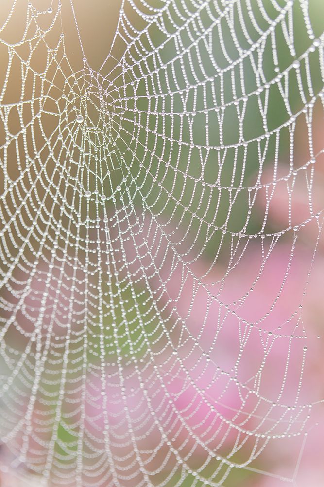 Wall Art Painting id:742507, Name: USA, Washington State, Seabeck. Spider web outlined in sunrise dew., Artist: Jaynes Gallery