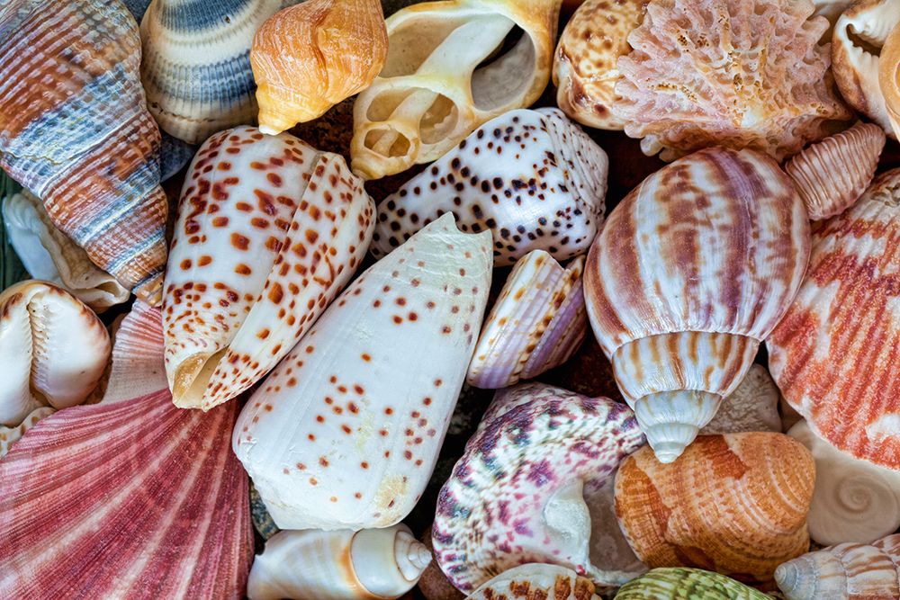 Wall Art Painting id:742511, Name: USA, Washington State, Seabeck. Close-up of variety of seashells., Artist: Jaynes Gallery