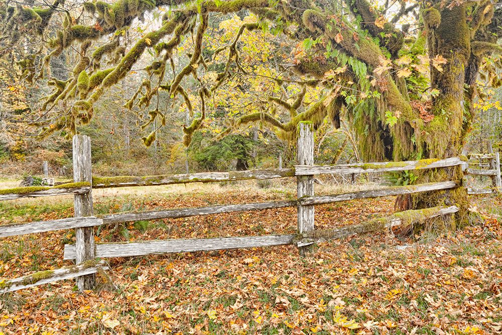 Wall Art Painting id:742512, Name: USA, Washington State, Olympic National Park. Wooden fence and moss-covered trees in autumn., Artist: Jaynes Gallery