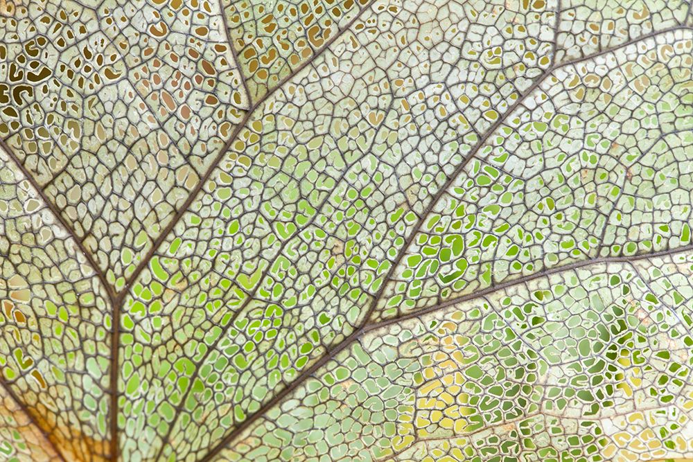 Wall Art Painting id:742515, Name: USA, Washington State, Olympic National Park. Close-up of skeletonized leaf pattern., Artist: Jaynes Gallery