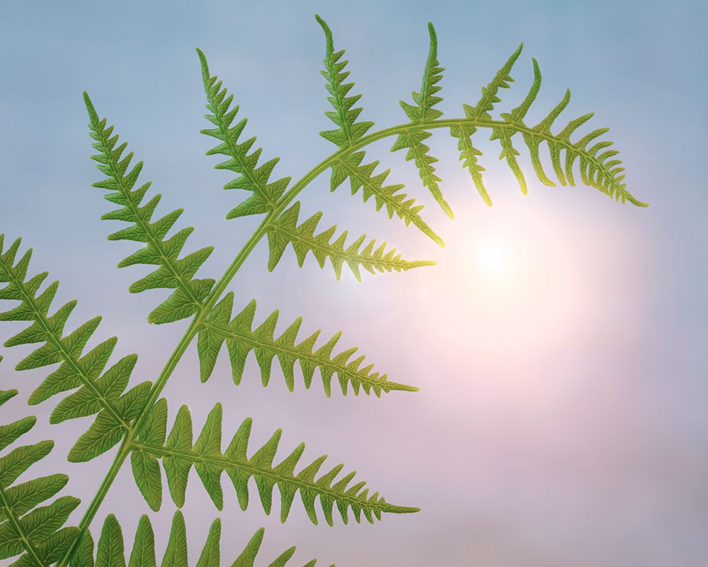 Wall Art Painting id:742526, Name: USA, Washington State, Seabeck. Close-up of bracken fern leaf., Artist: Jaynes Gallery