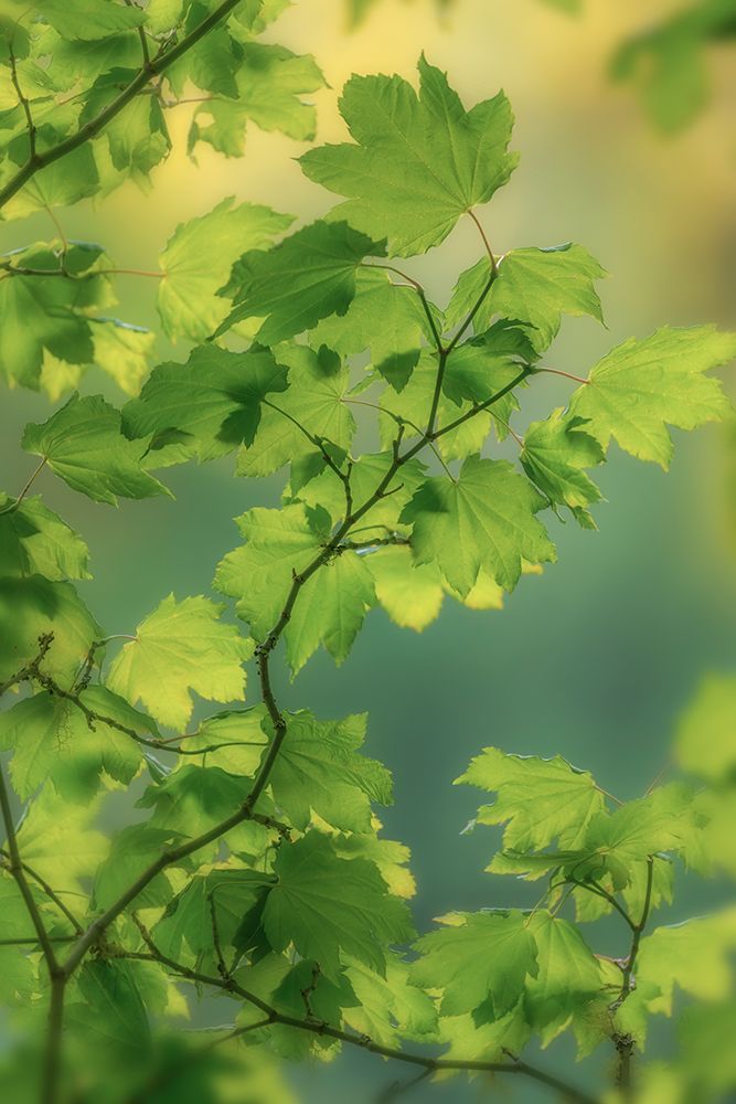 Wall Art Painting id:742534, Name: USA, Washington State, Seabeck. Vine maple leaves in summer., Artist: Jaynes Gallery