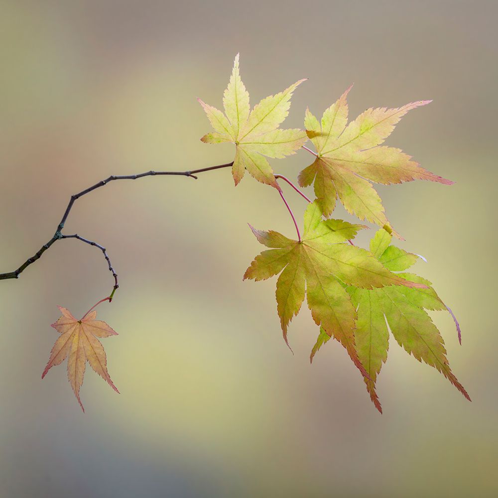 Wall Art Painting id:742541, Name: USA, Washington State, Seabeck. Japanese maple leaves in fall., Artist: Jaynes Gallery