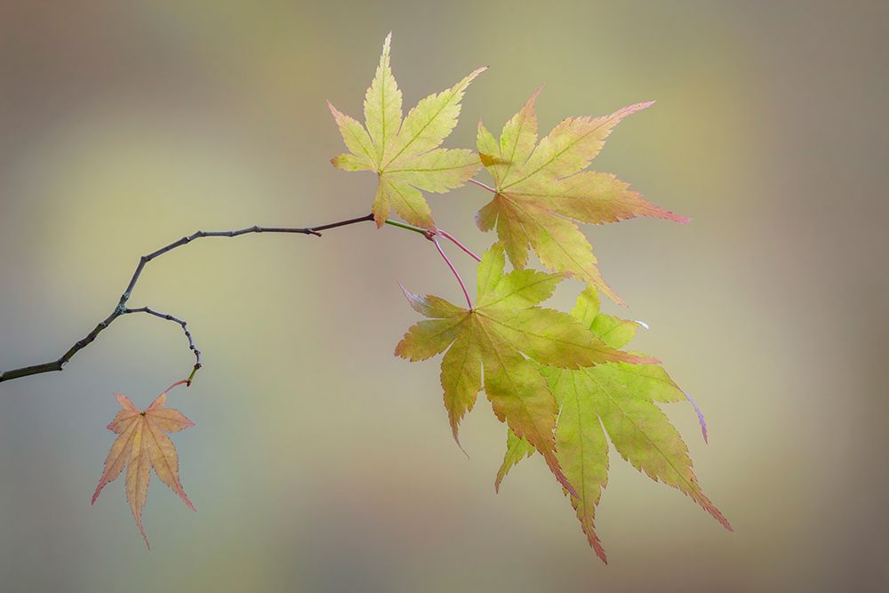 Wall Art Painting id:742542, Name: USA, Washington State, Seabeck. Japanese maple leaves in fall., Artist: Jaynes Gallery