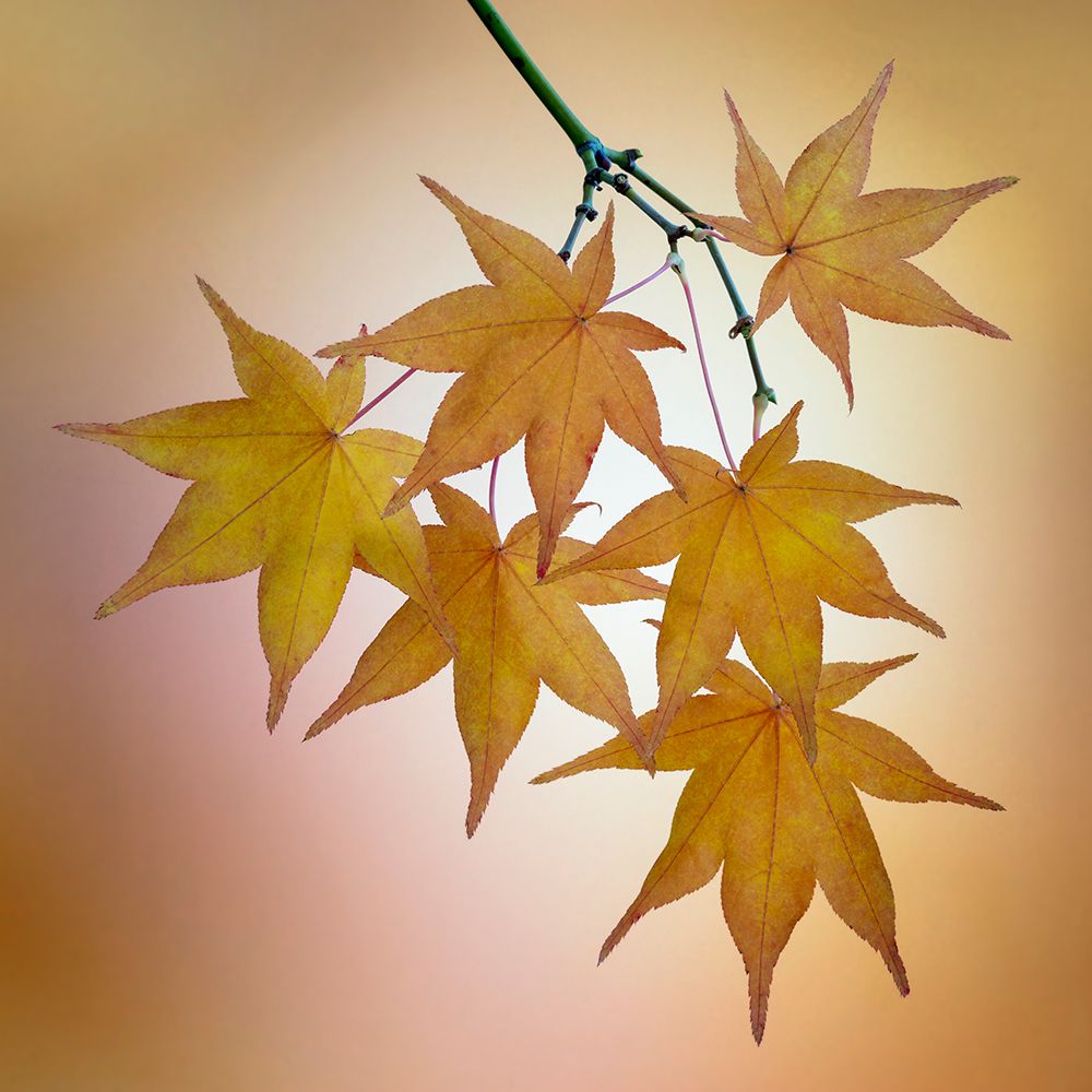 Wall Art Painting id:742543, Name: USA, Washington State, Seabeck. Japanese maple leaves in fall., Artist: Jaynes Gallery