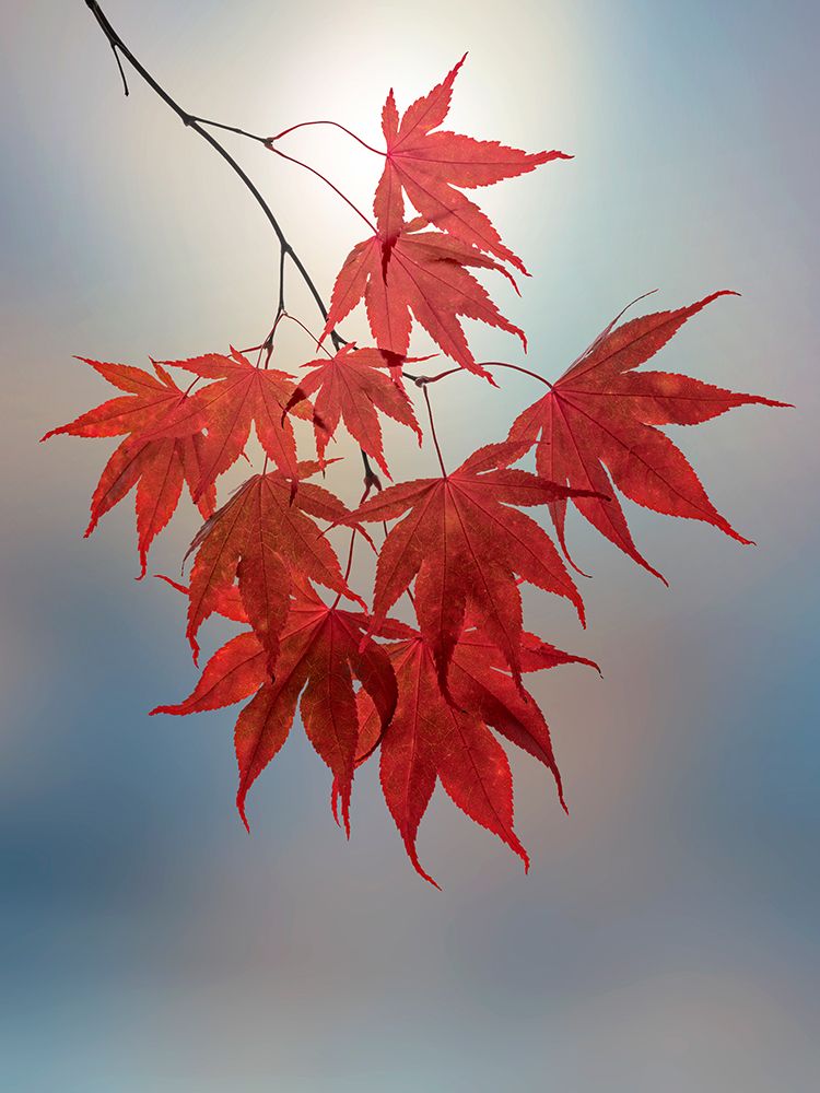 Wall Art Painting id:742544, Name: USA, Washington State, Seabeck. Japanese maple leaves in fall., Artist: Jaynes Gallery