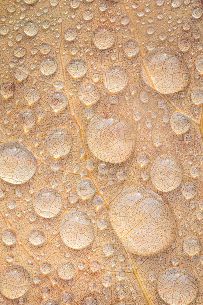 Wall Art Painting id:742545, Name: USA, Washington State, Seabeck. Tulip poplar leaf covered with raindrops., Artist: Jaynes Gallery