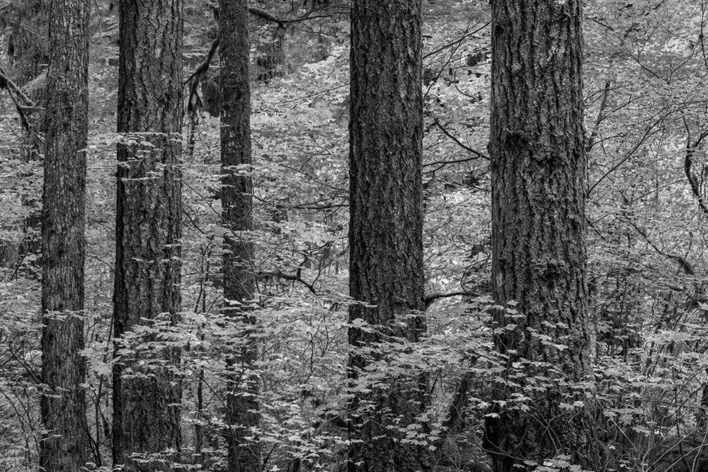 Wall Art Painting id:742634, Name: USA, Washington State, Olympic National Park. Forest trees and young vine maples., Artist: Jaynes Gallery