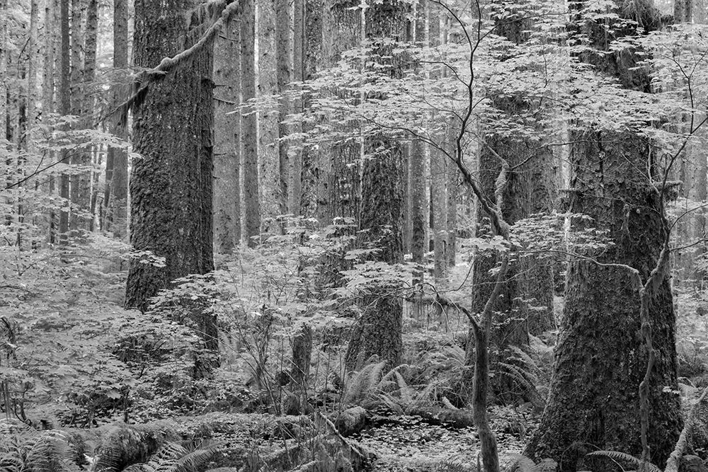 Wall Art Painting id:742635, Name: USA, Washington State, Olympic National Park. Forest with tree trunks and young vine maple trees., Artist: Jaynes Gallery