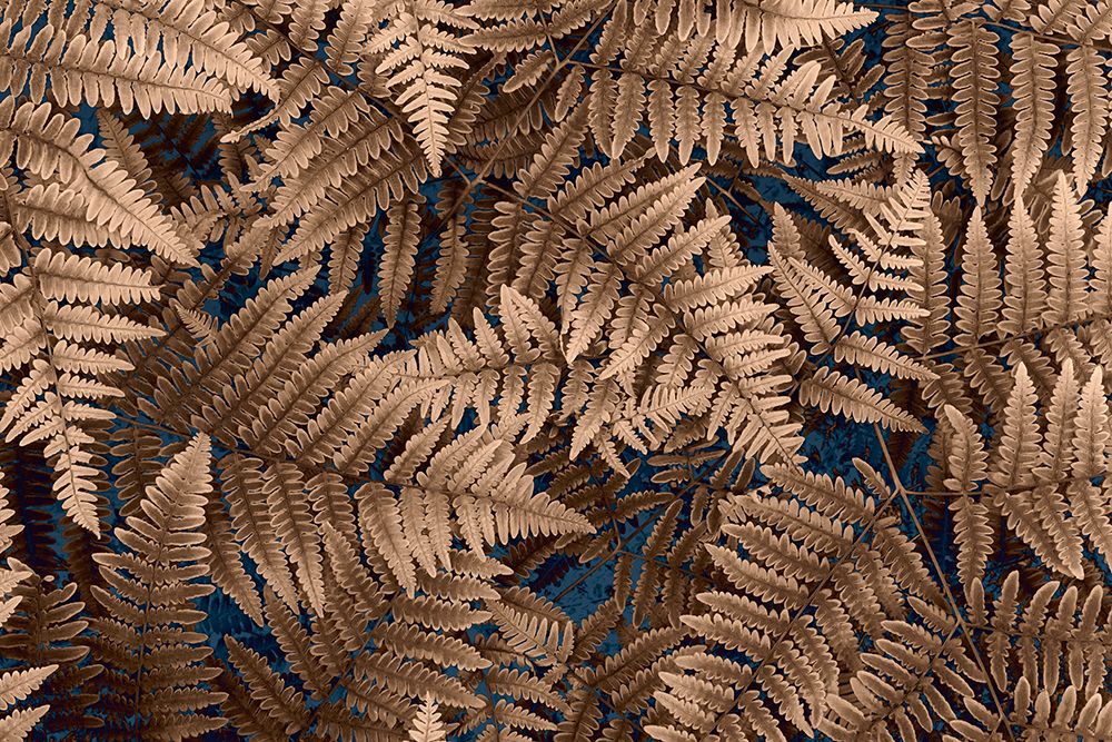 Wall Art Painting id:742658, Name: USA, Washington State, Seabeck. Brown ferns in autumn., Artist: Jaynes Gallery