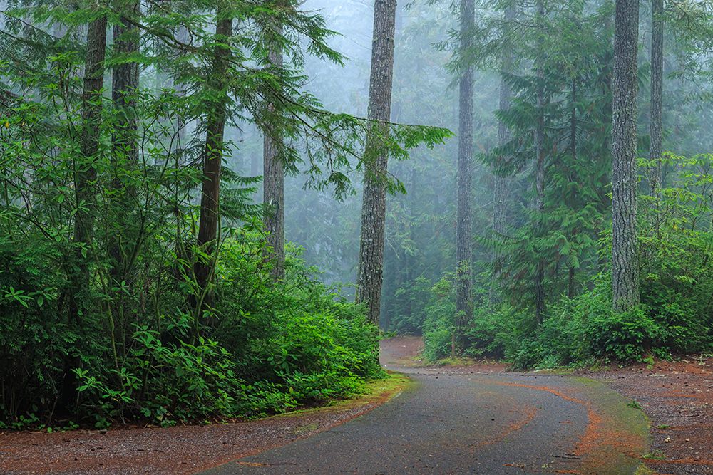 Wall Art Painting id:742737, Name: USA, Washington State, Seabeck. Foggy forest and road in Scenic Beach State Park., Artist: Jaynes Gallery