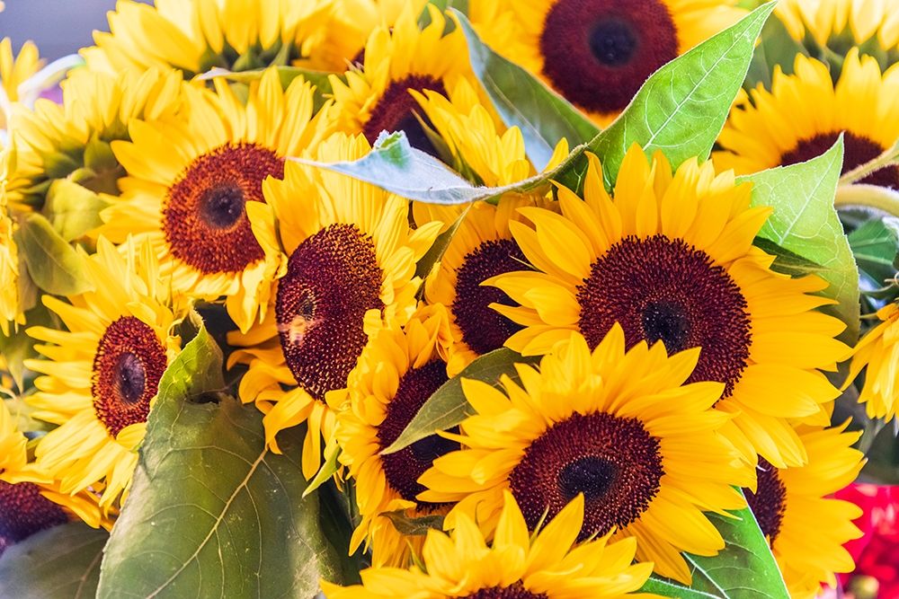 Wall Art Painting id:406434, Name: Washington State-Seattle-Pike Place Market Sunflowers for sale, Artist: Wilson, Emily