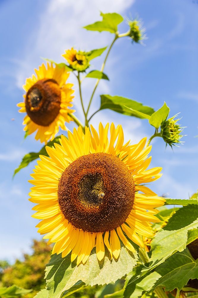 Wall Art Painting id:406444, Name: Washington State-Fort Vancouver National Historic Site Sunflower in the garden, Artist: Wilson, Emily