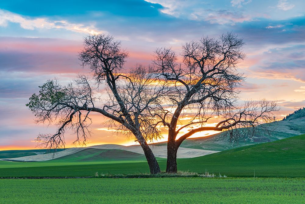 Wall Art Painting id:520260, Name: Steptoe-Washington State-USA-Cottonwood trees in a wheat field at sunset, Artist: Wilson, Emily