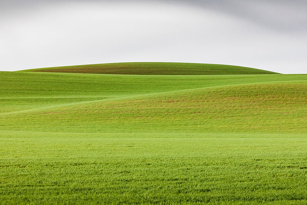 Wall Art Painting id:520261, Name: Steptoe-Washington State-USA-Wheat fields in the rolling Palouse hills of Washington, Artist: Wilson, Emily