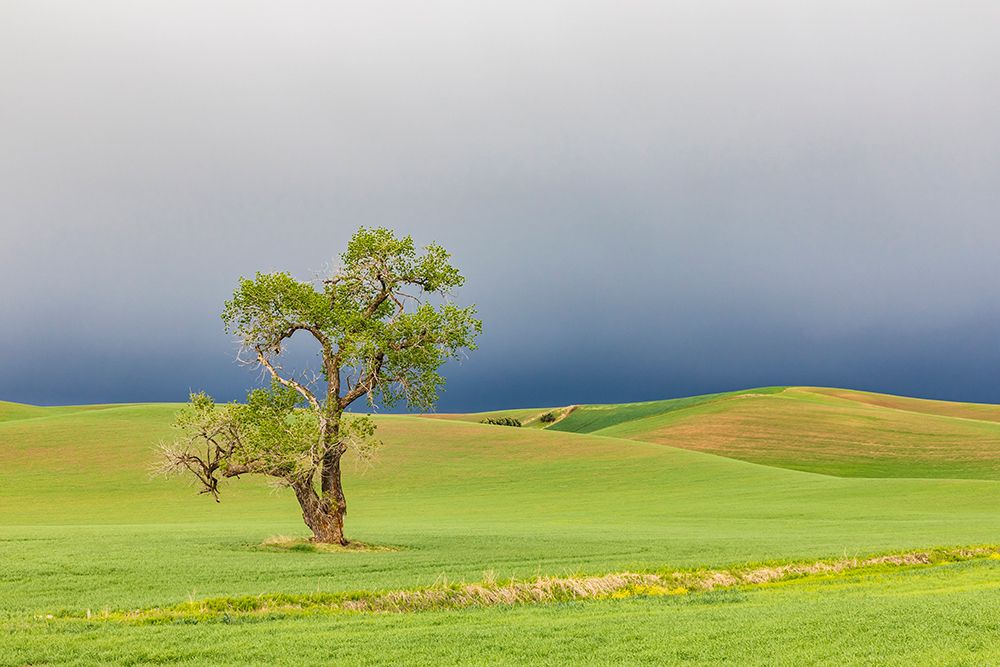 Wall Art Painting id:520262, Name: Steptoe-Washington State-USA-Cottonwood tree in wheat field under storm clouds in the Palouse hills, Artist: Wilson, Emily