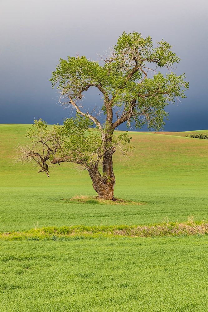 Wall Art Painting id:520263, Name: Steptoe-Washington State-USA-Cottonwood tree in wheat field under storm clouds in the Palouse hills, Artist: Wilson, Emily