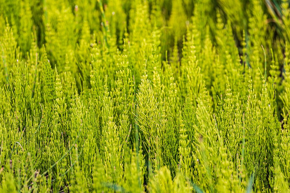 Wall Art Painting id:520264, Name: Steptoe-Washington State-USA-Horsetail plants-equisetum-in the Palouse hills, Artist: Wilson, Emily