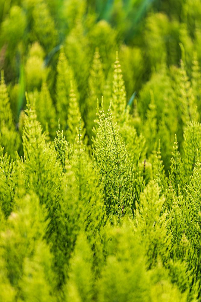 Wall Art Painting id:520265, Name: Steptoe-Washington State-USA-Horsetail plants-equisetum-in the Palouse hills, Artist: Wilson, Emily