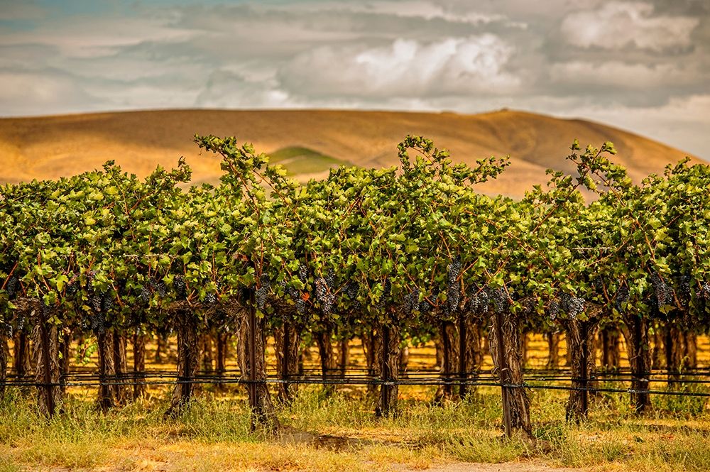 Wall Art Painting id:406547, Name: Washington State-Red Mountain Cabernet Sauvignon , Artist: Duval, Richard