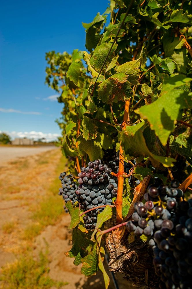 Wall Art Painting id:406549, Name: Washington State-Red Mountain Cabernet Sauvignon in Yakima Valley vineyard, Artist: Duval, Richard