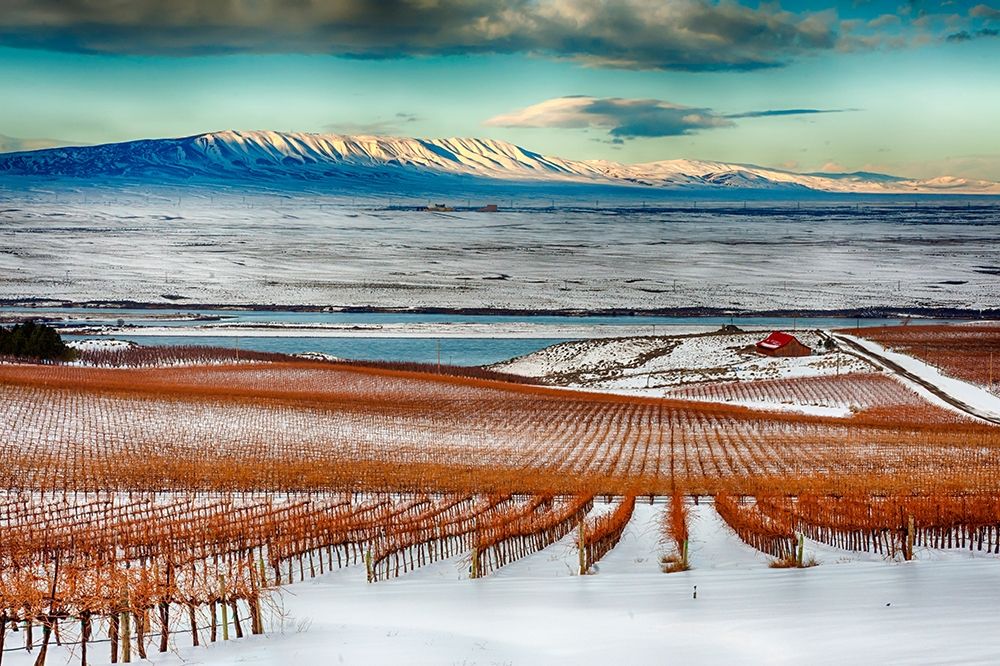 Wall Art Painting id:406557, Name: Washington State-Pasco Winter on Sagemoor Vineyard with the Columbia River, Artist: Duval, Richard