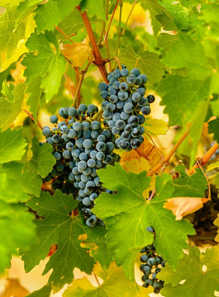 Wall Art Painting id:406561, Name: Washington State-Red Mountain Clusters of Syrah grapes in Yakima Valley vineyard, Artist: Duval, Richard