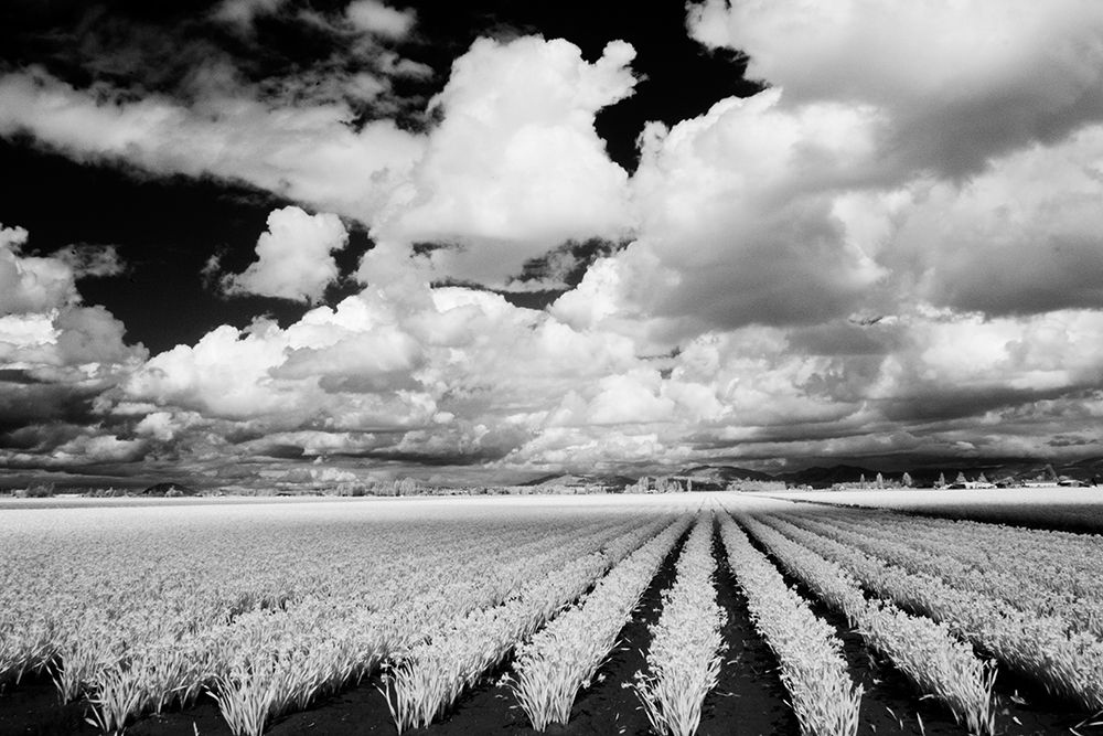 Wall Art Painting id:520334, Name: USA-Washington State-Skagit Valley-Large field of Tulip rows and clouds, Artist: Eggers, Terry