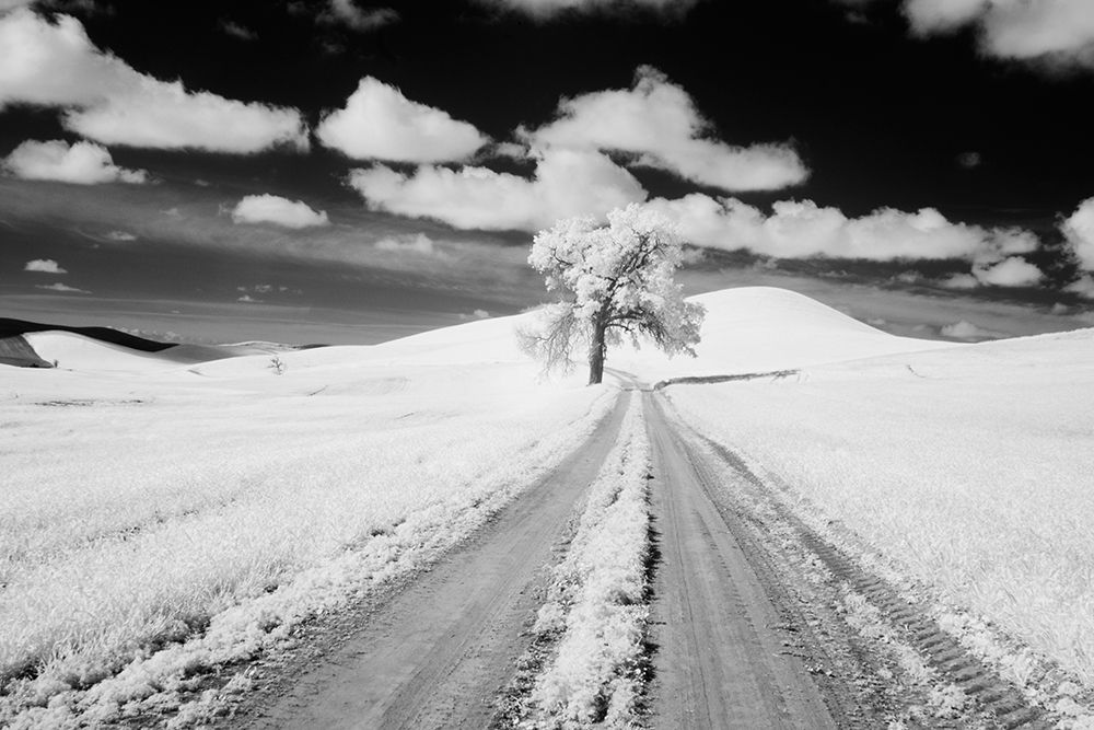 Wall Art Painting id:520337, Name: USA-Washington State-Lone along Country backroad in wheat Field, Artist: Eggers, Terry