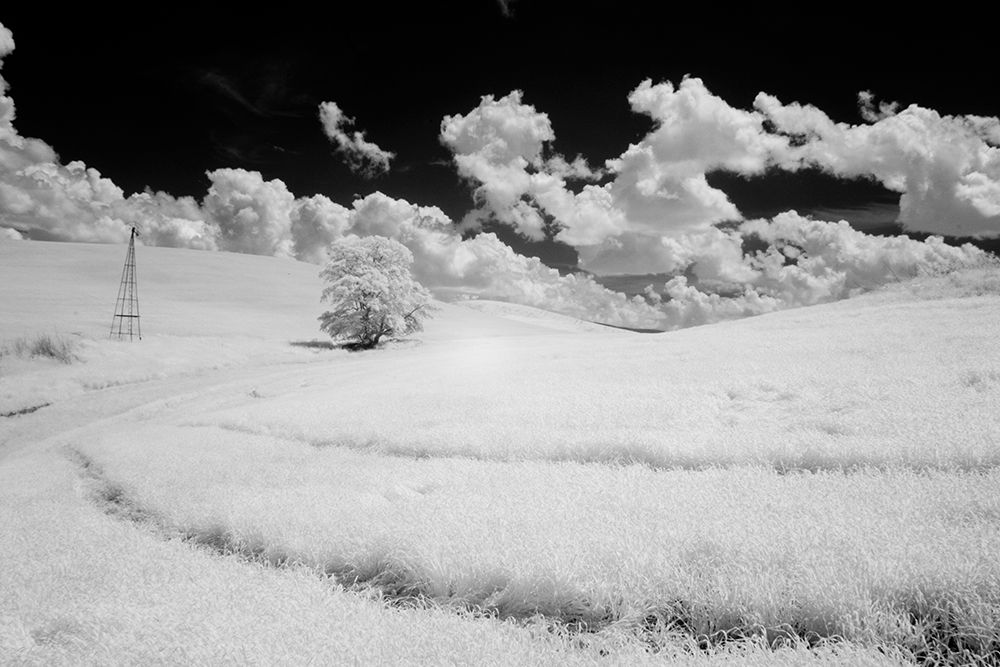 Wall Art Painting id:520338, Name: USA-Washington State-Lone tree in field of wheat, Artist: Eggers, Terry