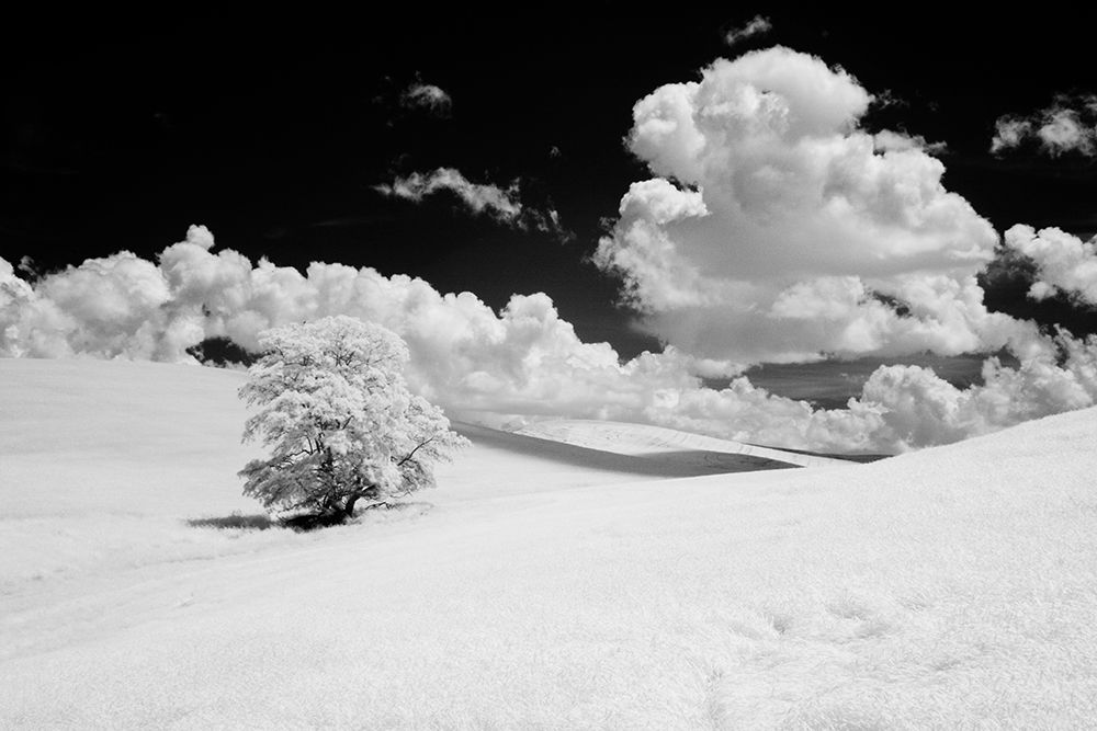 Wall Art Painting id:520339, Name: USA-Washington State-Lone tree in field of wheat, Artist: Eggers, Terry