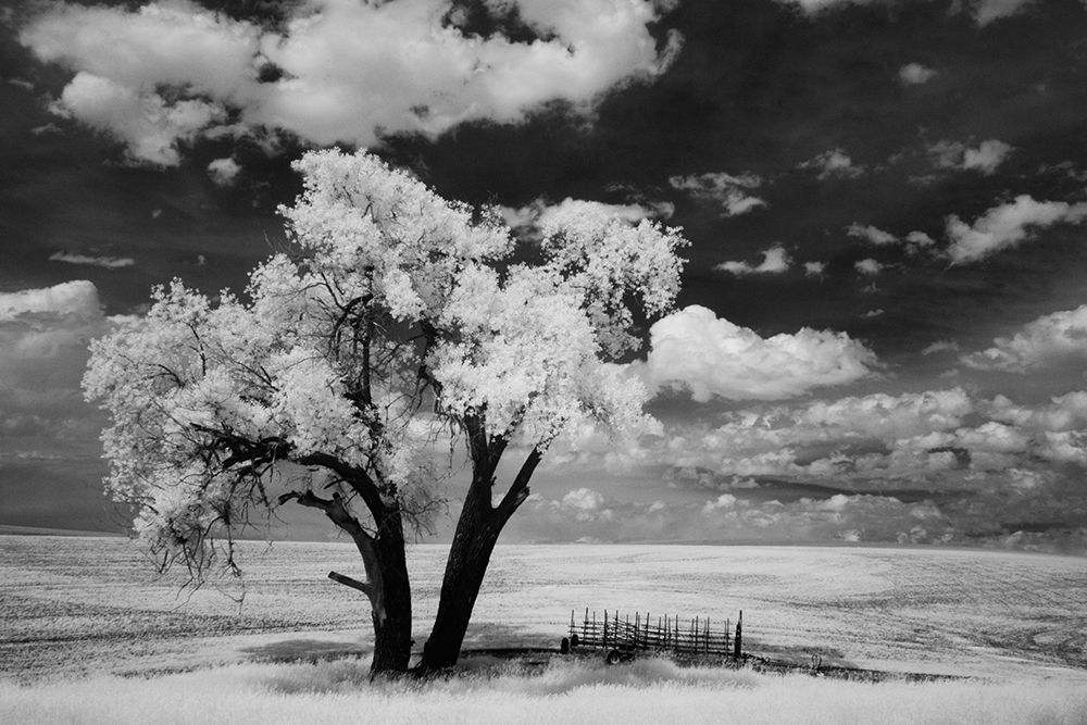 Wall Art Painting id:520341, Name: USA-Washington State-Lone tree in field in wheat, Artist: Eggers, Terry